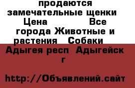 продаются замечательные щенки › Цена ­ 10 000 - Все города Животные и растения » Собаки   . Адыгея респ.,Адыгейск г.
